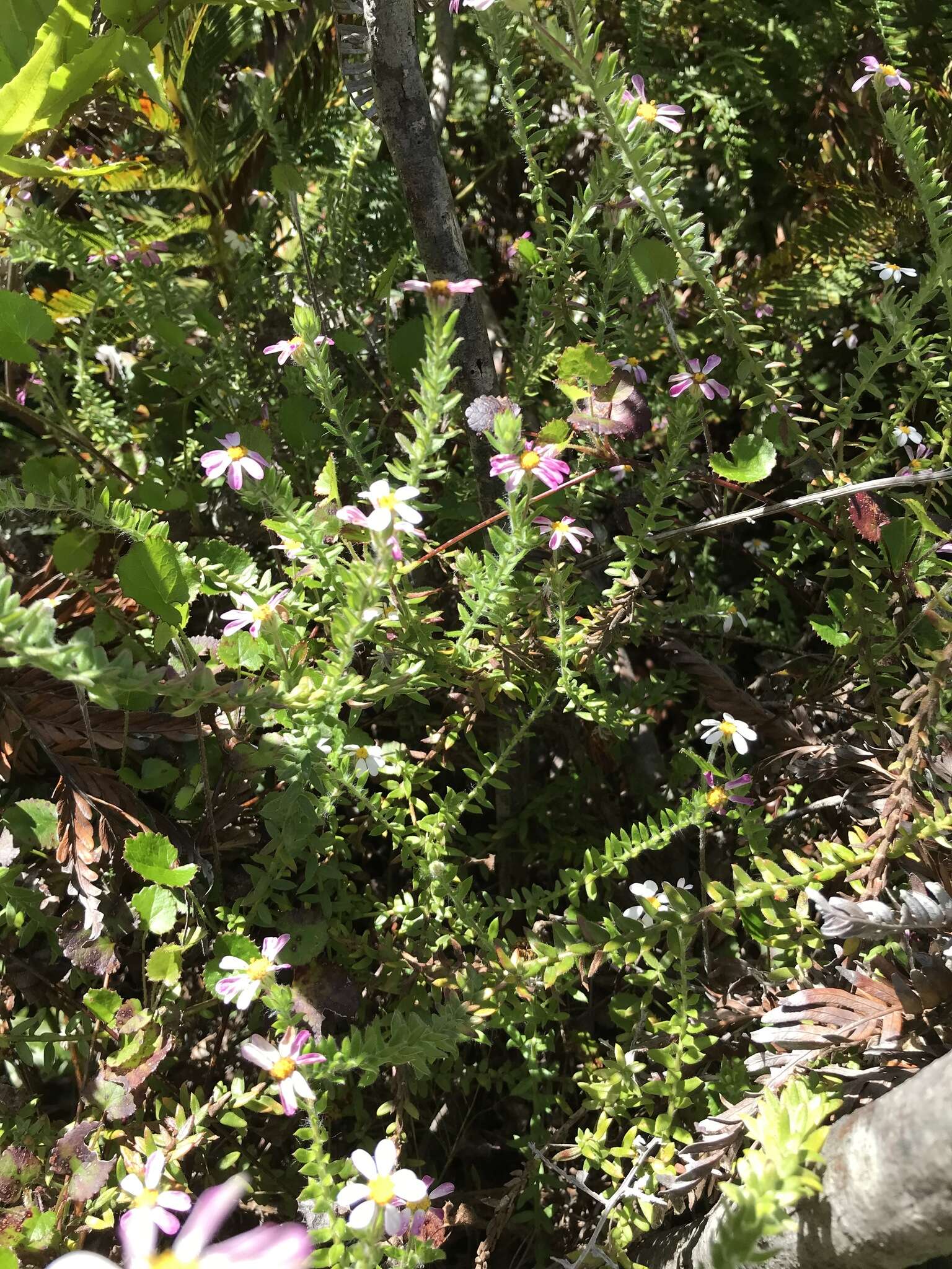 Image of Thaminophyllum latifolium P. Bond