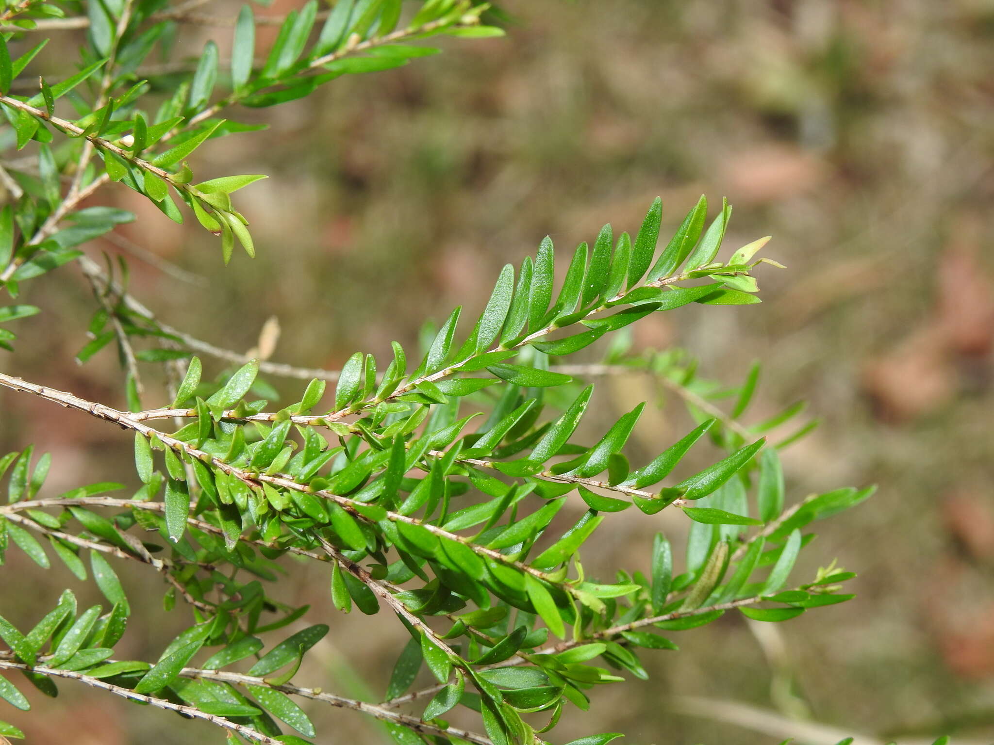 Image of Sannantha bidwillii (A. R. Bean) Peter G. Wilson