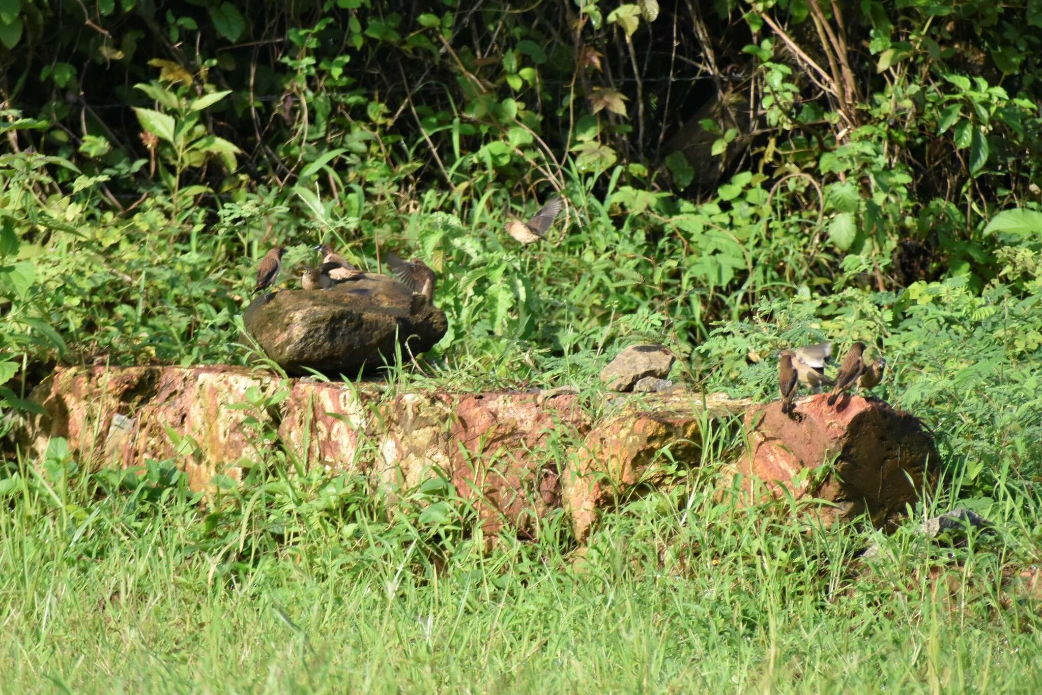 Image of Black-throated Munia