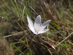 Image of Geissorhiza juncea (Link) A. Dietr.