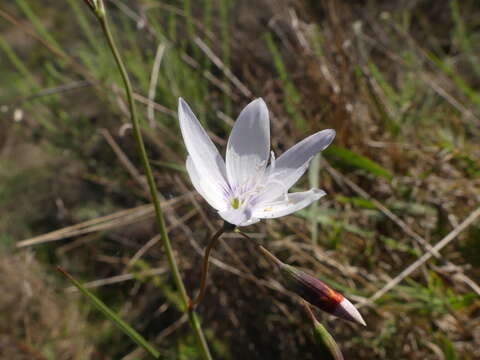 Image of Geissorhiza juncea (Link) A. Dietr.