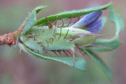 Blepharis integrifolia (L. fil.) E. Mey. & Drege resmi