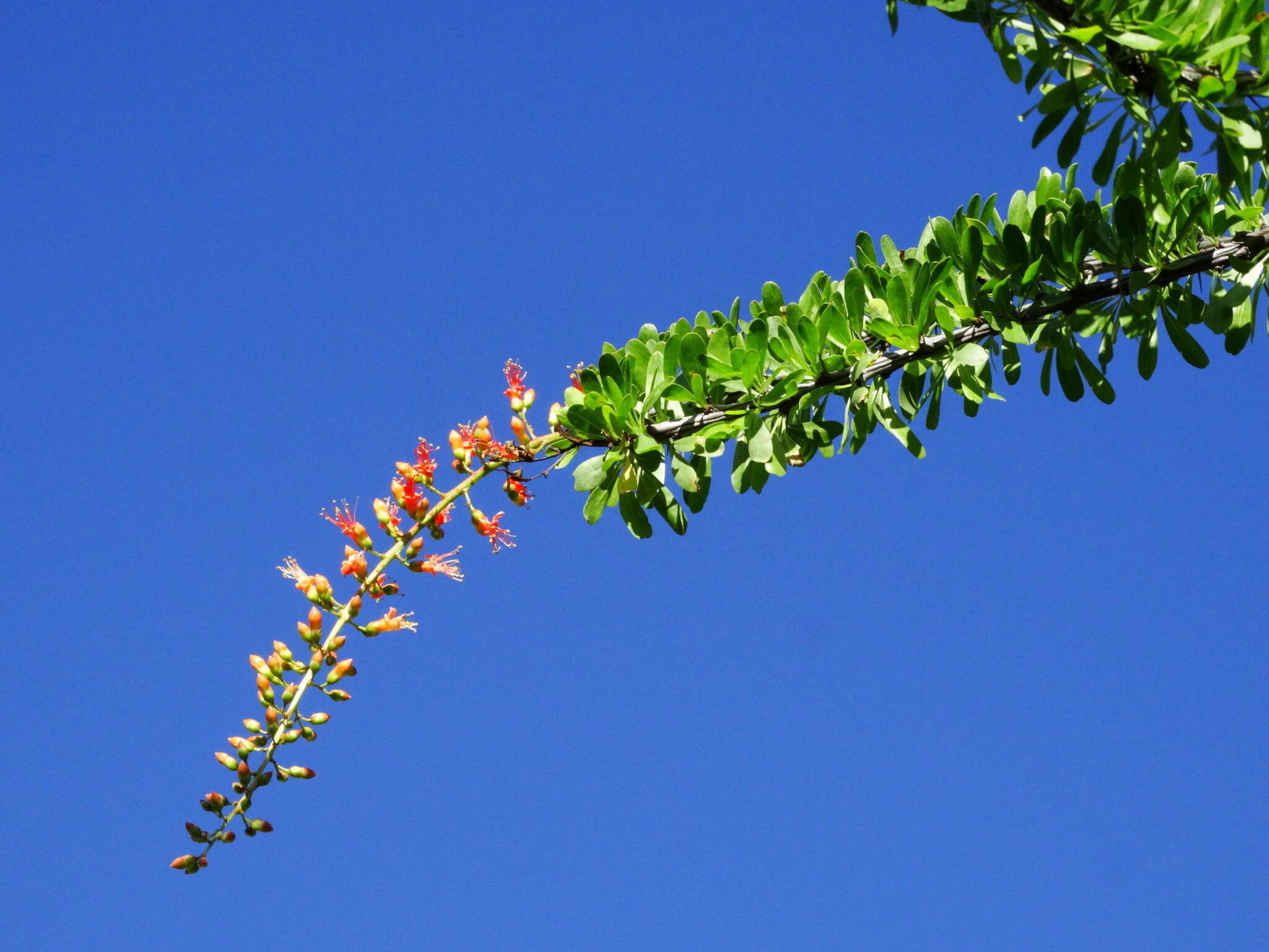 Imagem de Fouquieria splendens subsp. breviflora Henrickson