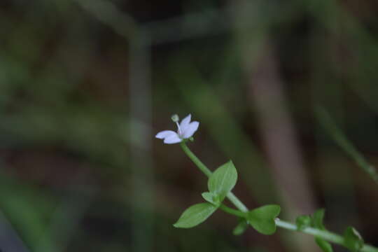 Image of Stylidium alsinoides R. Br.