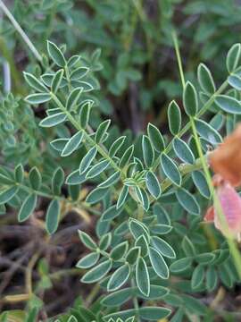 Image of Hedysarum boveanum subsp. europaeum Guitt. & Kerguelen