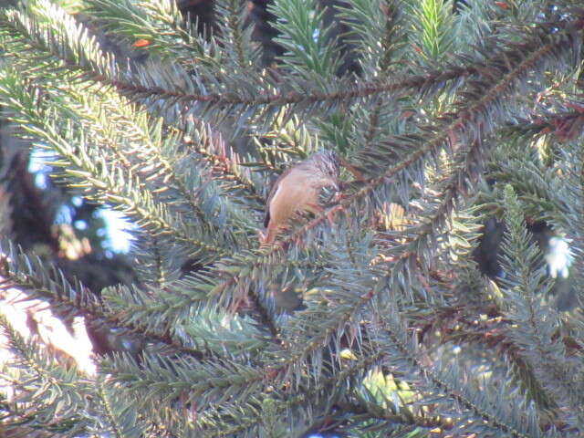 Image of Araucaria Tit-Spinetail