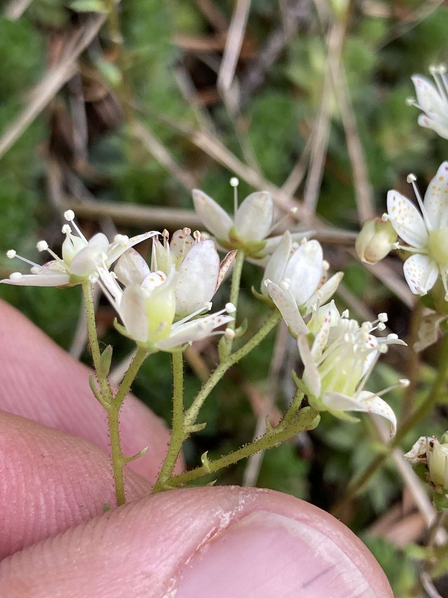 Image of Yellow-Dot Saxifrage