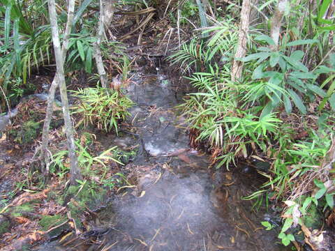 Image of ribbon fern