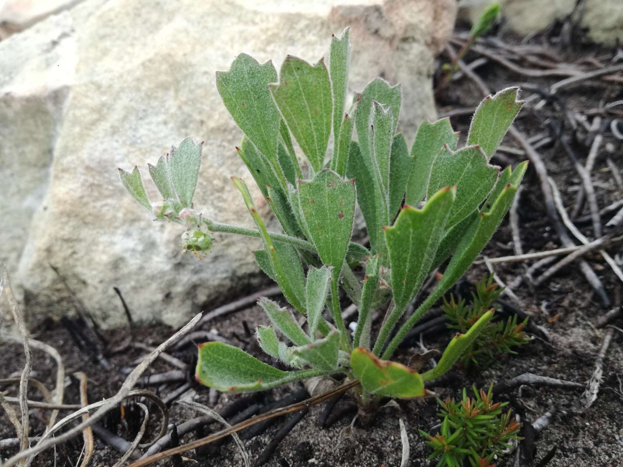 Image of Centella tridentata var. hermanniifolia