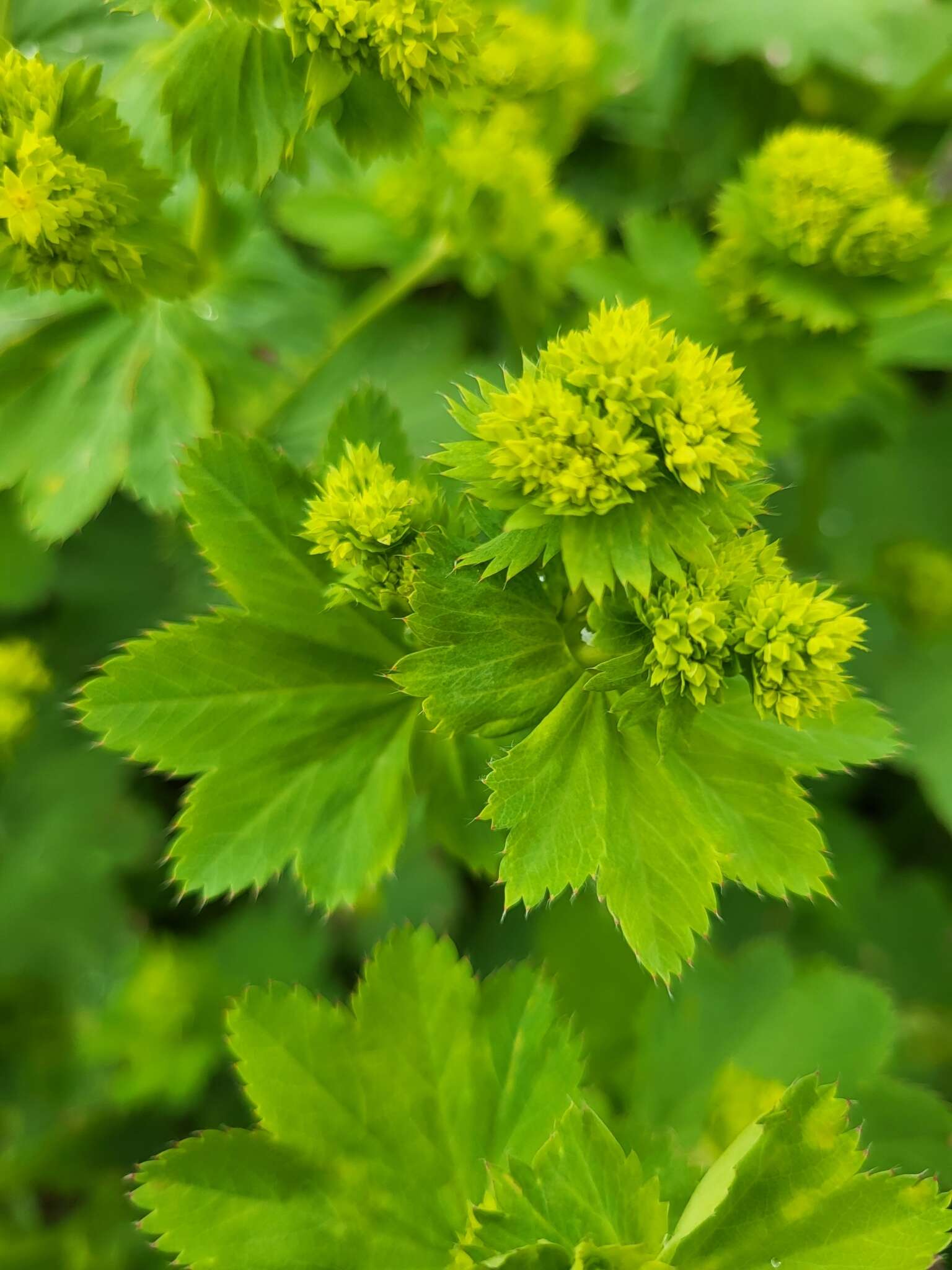 Image of Alchemilla caucasica Buser