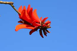 Image of Common Coral tree