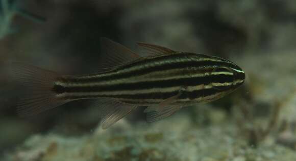 Image of Cook's cardinalfish