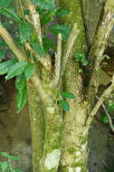 Image of Lemon wood
