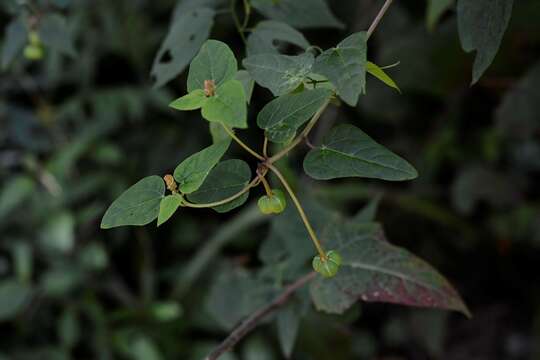 Imagem de Dalembertia triangularis Müll. Arg.