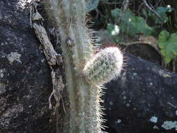 Image of Pilosocereus leucocephalus (Poselg.) Byles & G. D. Rowley