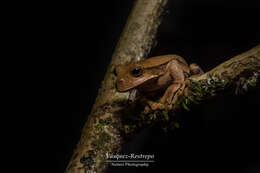 Imagem de Gastrotheca nicefori Gaige 1933