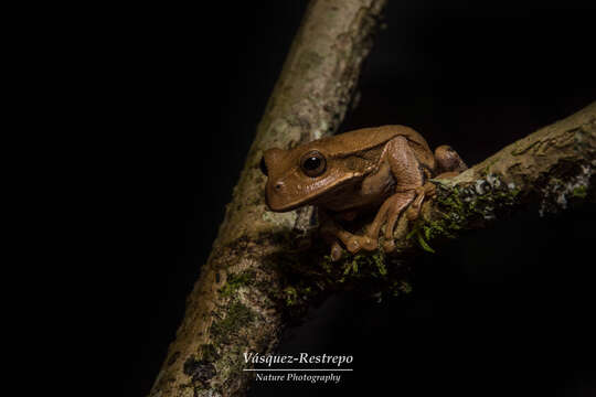 Image de Gastrotheca nicefori Gaige 1933