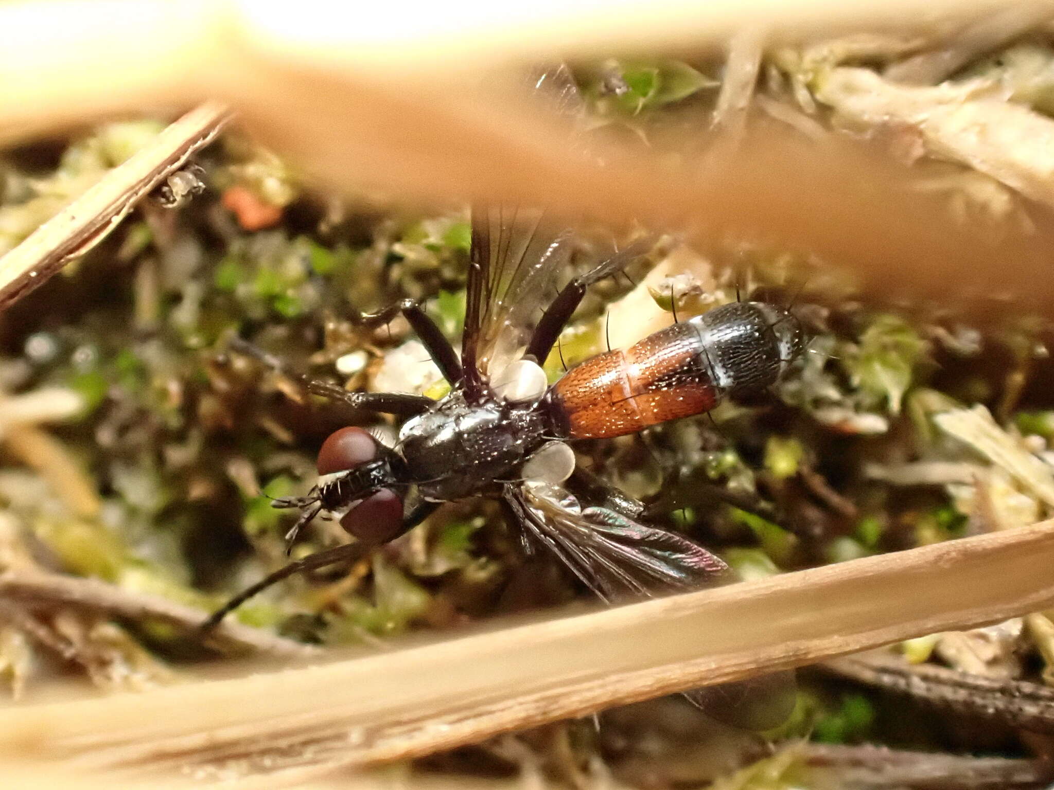 Image of Cylindromyia pusilla (Meigen 1824)