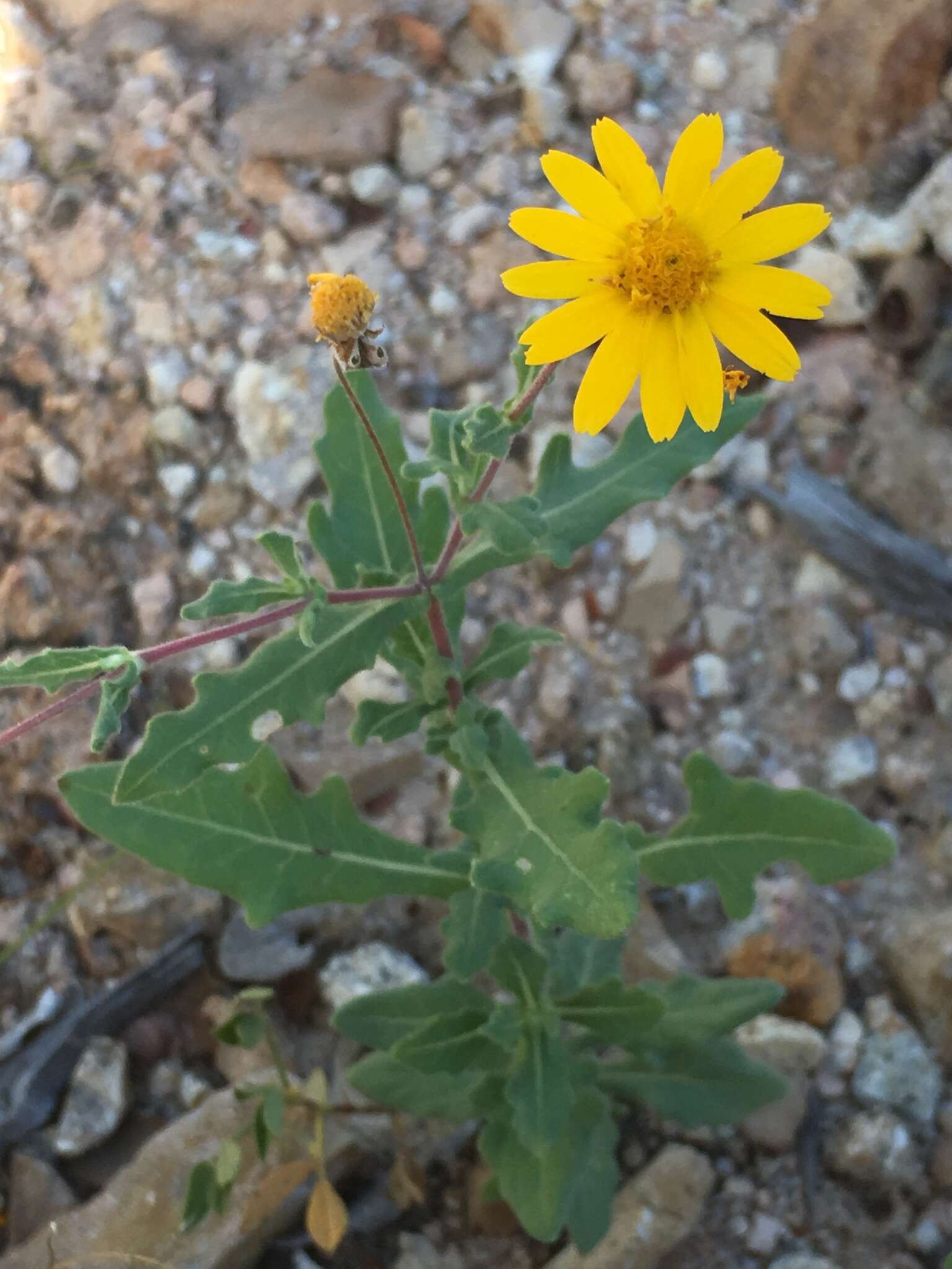 Image of Melampodium sinuatum Brandeg.