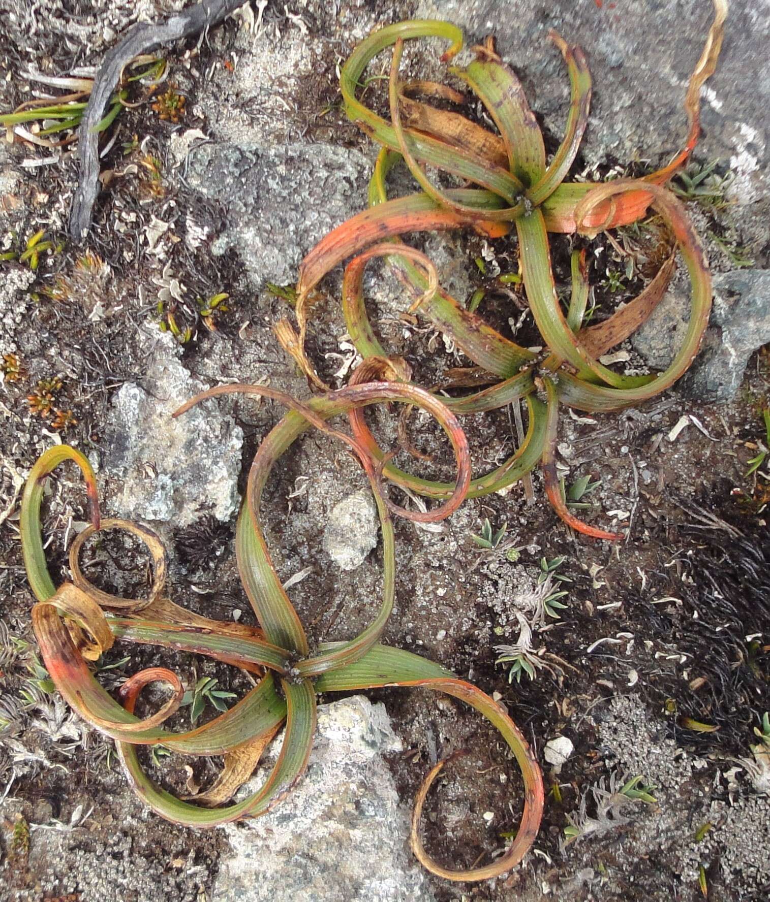 Image of Bulbinella gibbsii Cockayne