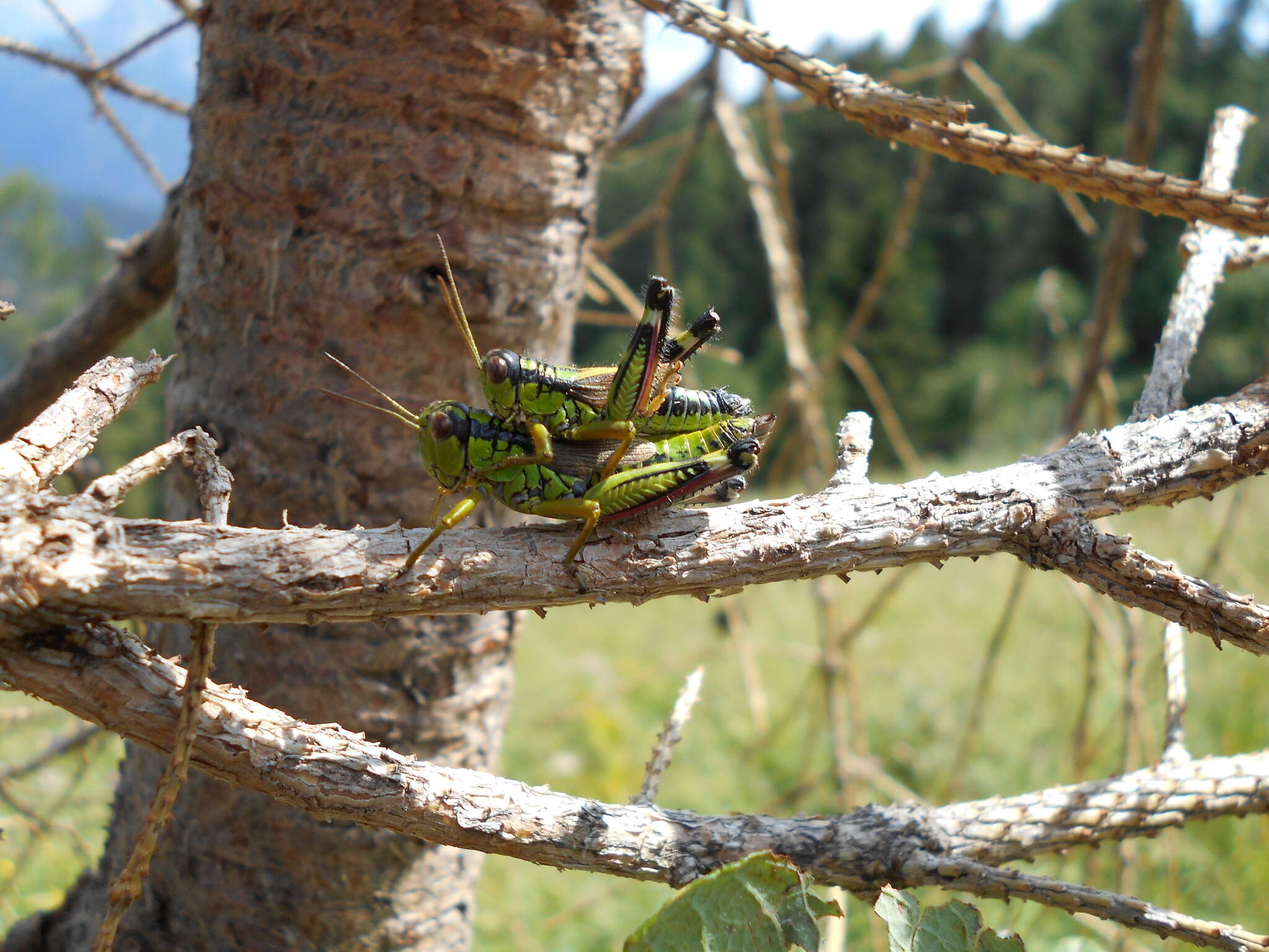 Image of Long-winged Mountain Grasshopper