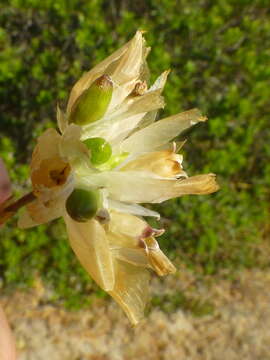 صورة Petrorhagia prolifera (L.) P. W. Ball & Heywood