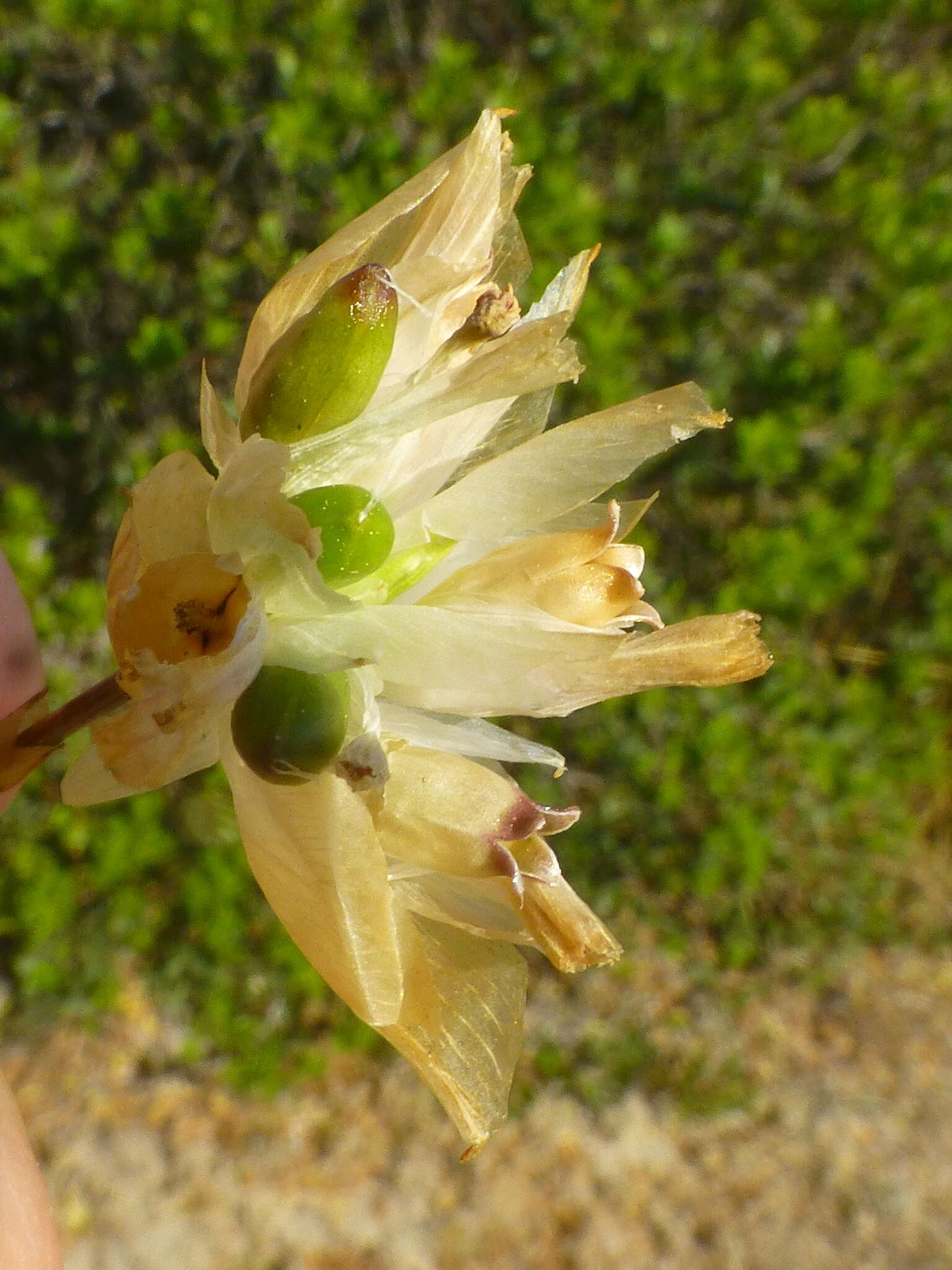 صورة Petrorhagia prolifera (L.) P. W. Ball & Heywood