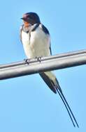 صورة Hirundo rustica rustica Linnaeus 1758