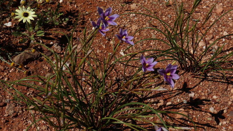 Image of Moraea polyanthos L. fil.