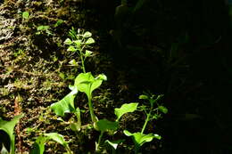 Imagem de Liparis cordifolia Hook. fil.