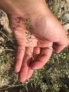 Image of Lepidium bipinnatifidum Desv.