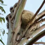 Image of koalas