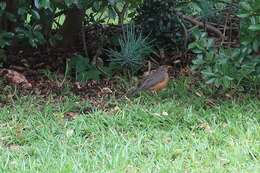 Image of Turdus olivaceus pondoensis Reichenow 1917