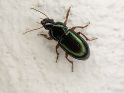 صورة Harpalus (Harpalus) smaragdinus (Duftschmid 1812)