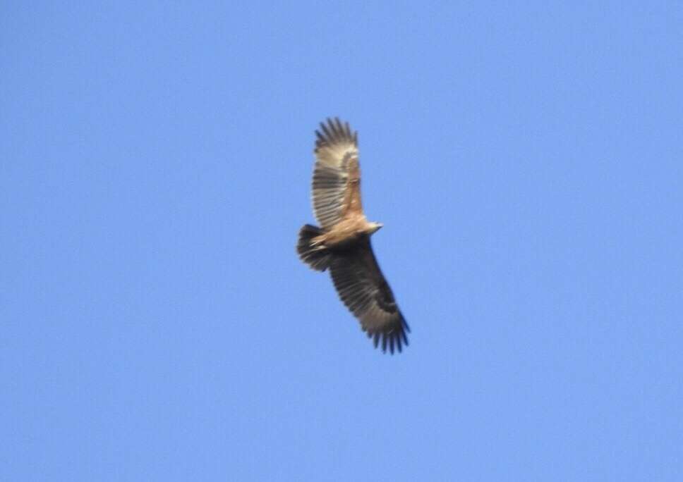 Image of Forest Fish Eagle