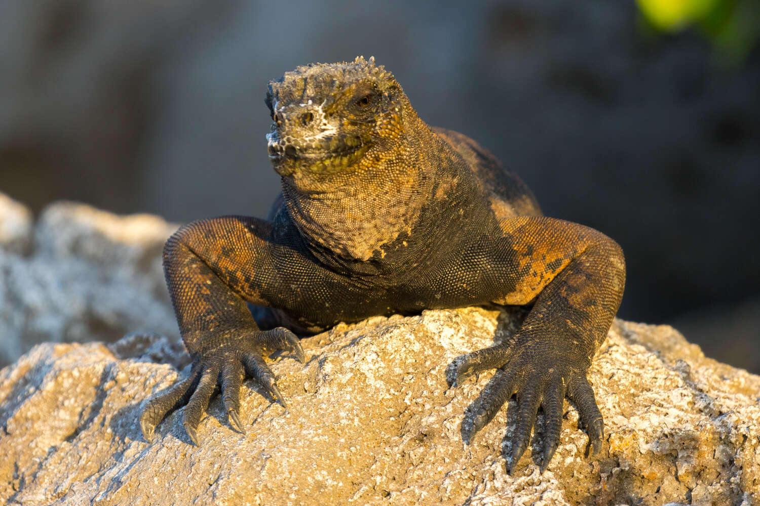 Image of marine iguana