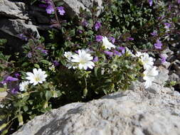 Image of Broad-leaved Mouse Ear