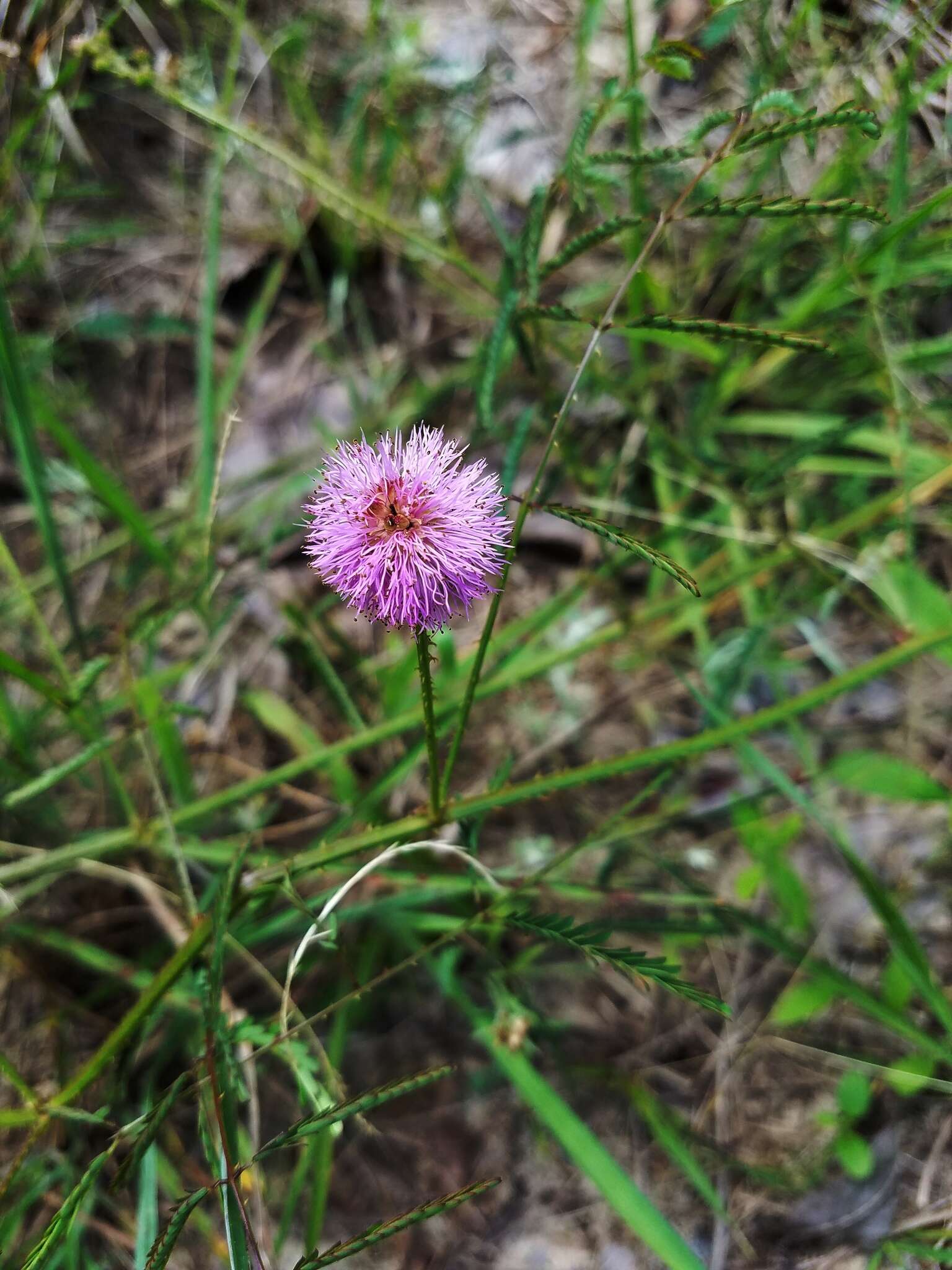 Mimosa quadrivalvis var. latidens (Small) Barneby的圖片