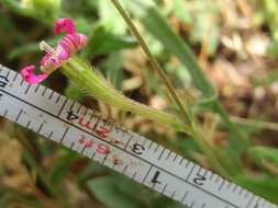 صورة Silene scabriflora Brot.