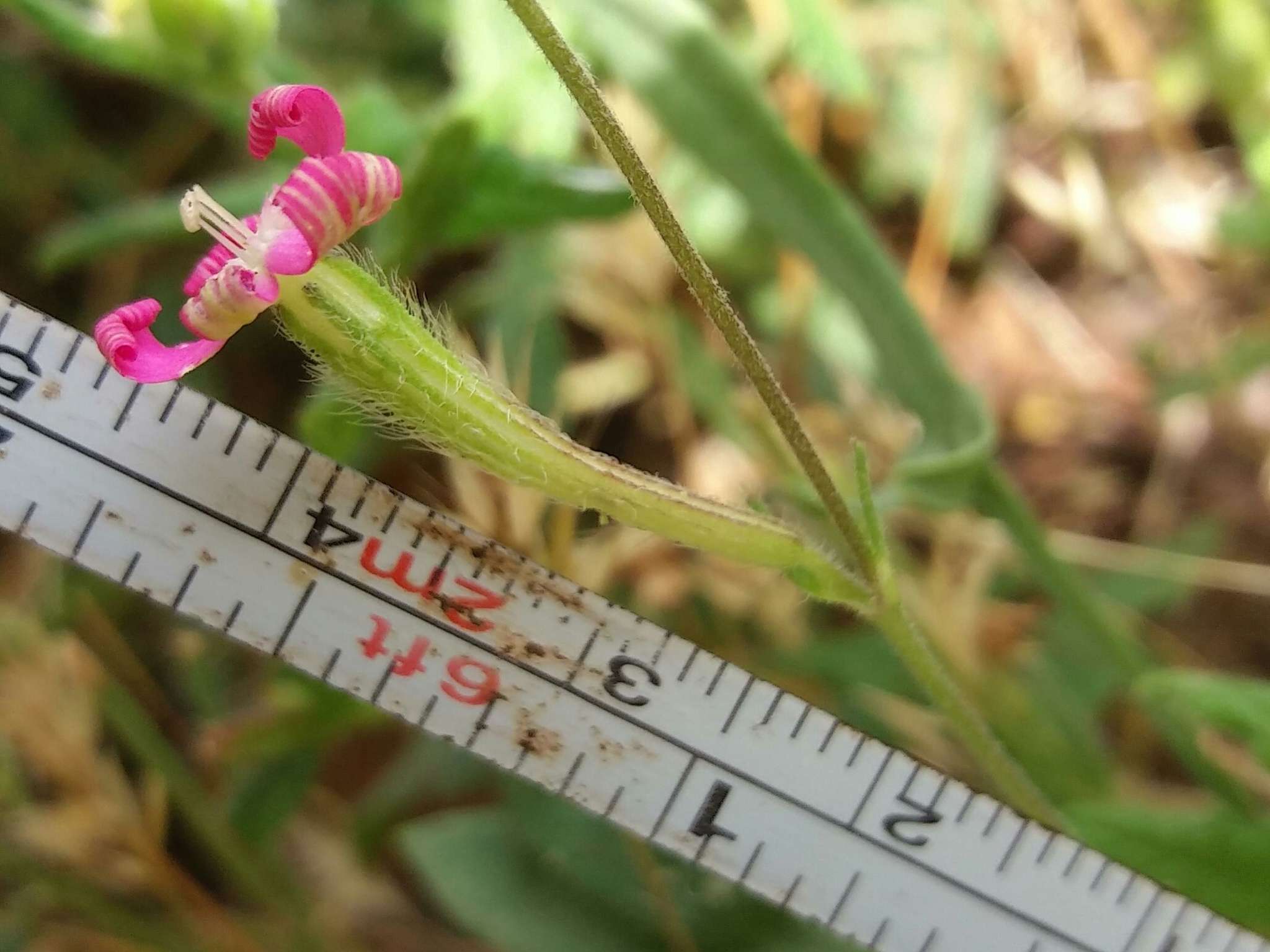 صورة Silene scabriflora Brot.