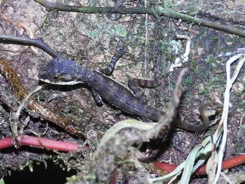 Image of Anolis oxylophus Cope 1875