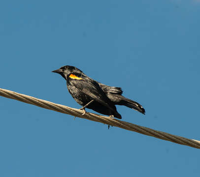 Image of Tawny-shouldered Blackbird