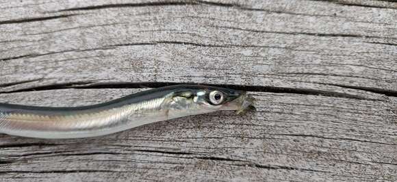 Image of Pacific sand lance