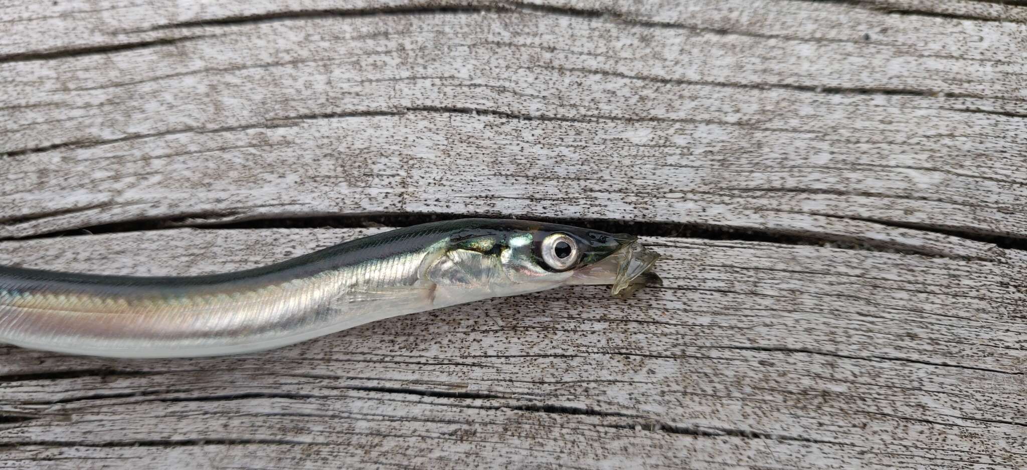 Image of Pacific sand lance