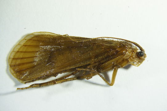 Image of <i>Hydatophylax infumatus</i> (Mc Lachlan 1865)