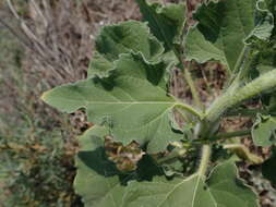 Image of cucumberleaf sunflower