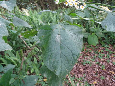 صورة Schistocarpha bicolor Less.