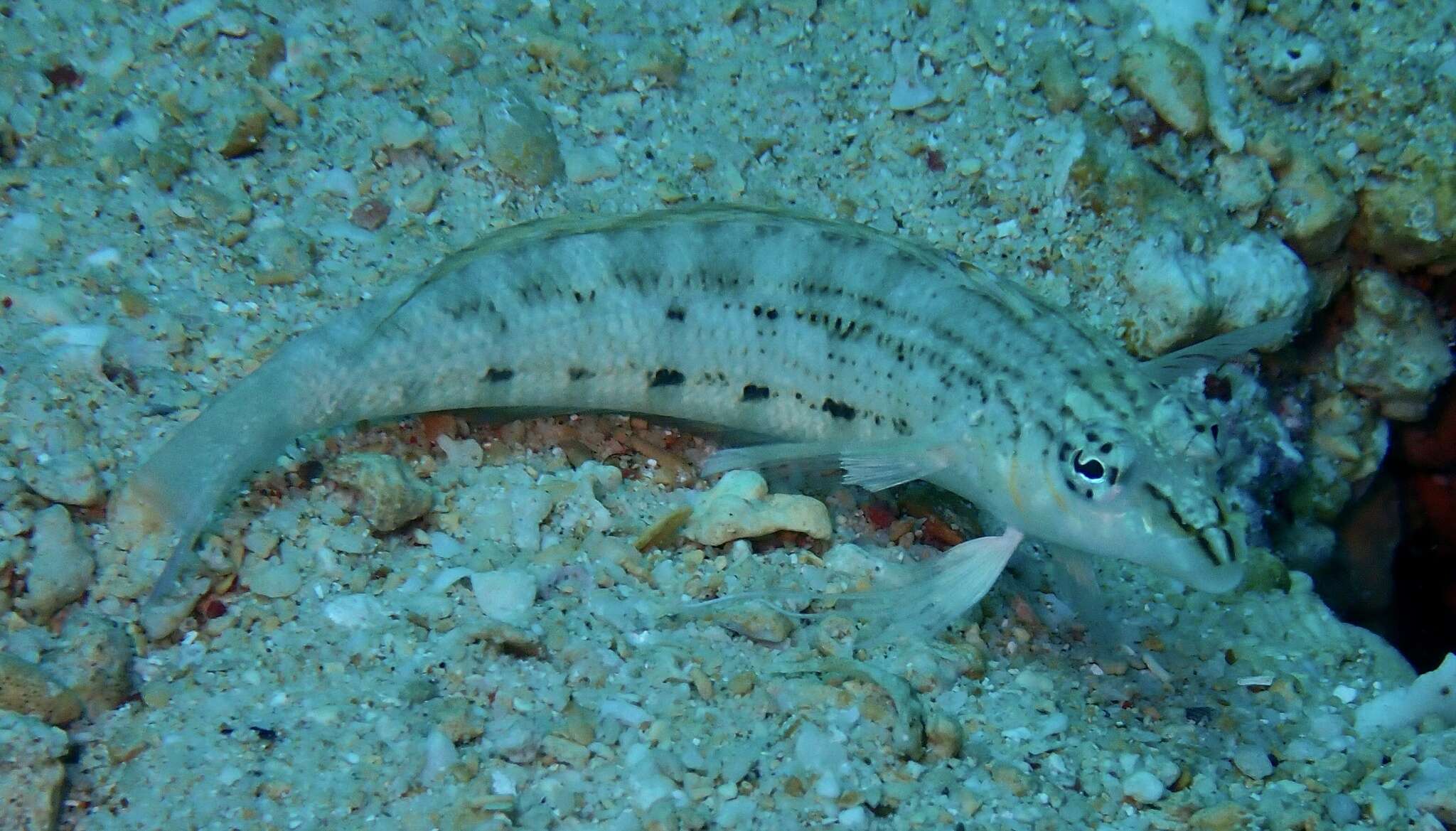 Image of Nosestripe grubfish