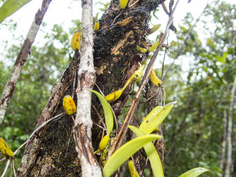 Image of Pom-pom Orchid