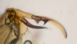 صورة Gonomyia (Prolipophleps) divergens Bangerter 1947